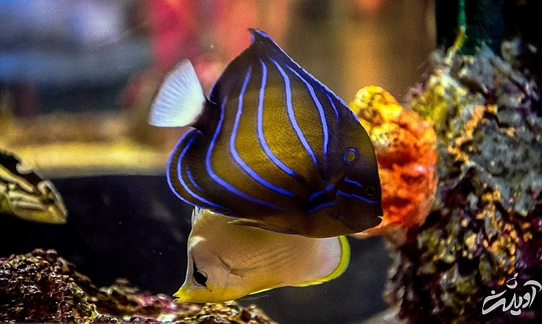 (تصاویر) آکواریوم انزلی